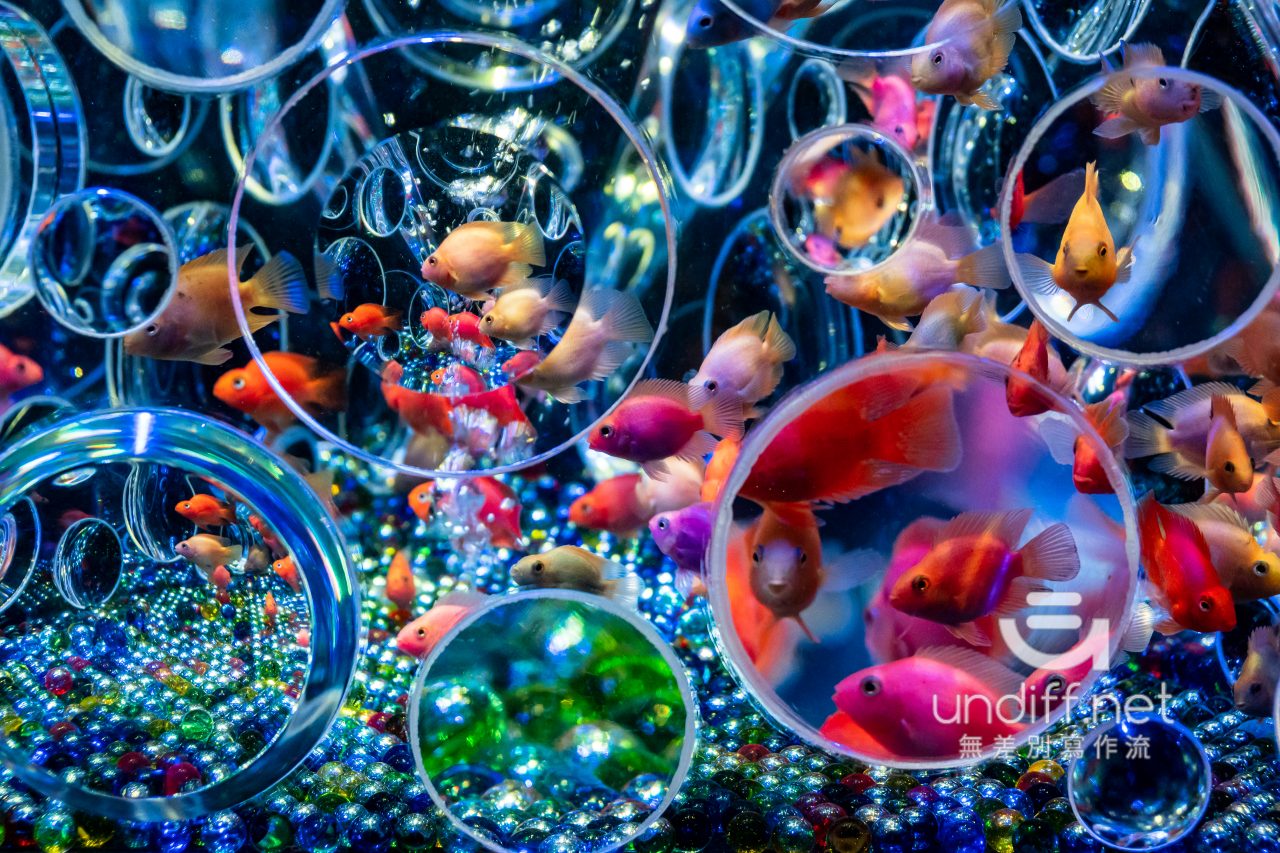 【熊本展覽】Art Aquarium 金魚展 》燈光與金魚共舞的奇幻展覽 34