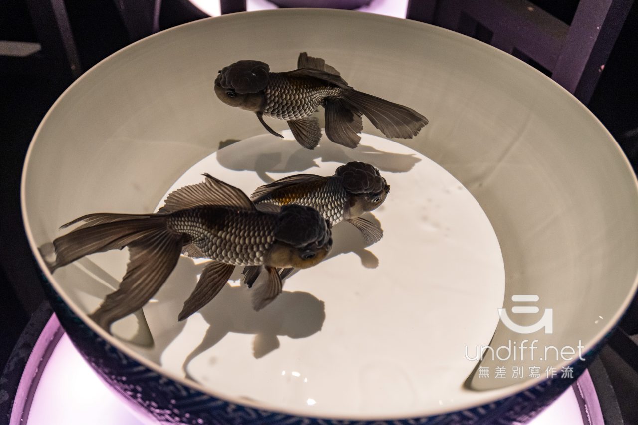 【熊本展覽】Art Aquarium 金魚展 》燈光與金魚共舞的奇幻展覽 46